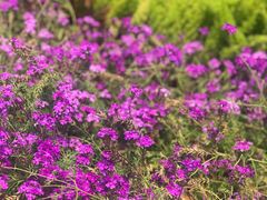 -白石龙音乐公园
