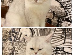 -猫小院猫主题餐厅(三里屯店)