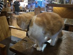 -喵园·猫主题咖啡厅·撸猫·猫咖(国贸店)