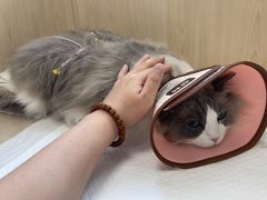-北京观赏动物医院·24小时大型综合·猫专科·异宠专科
