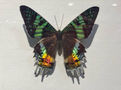 -上海大自然野生昆虫馆(东方明珠·爬宠昆虫探索中心)