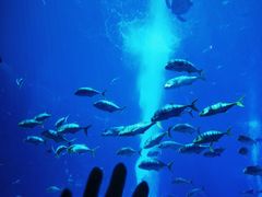 -亚特兰蒂斯•OSSIANO奥西亚诺海底餐厅