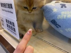 -momokira米努特·德文卷毛猫·棉花面纱犬