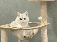 -老吴的猫·猫舍(新区店)