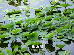 DSC_0908副本-微山湖红荷湿地景区