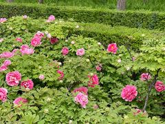 -洛阳市隋唐城遗址植物园
