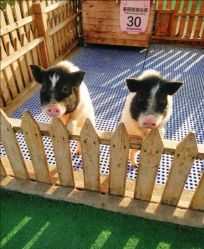 -萌宠亲子动物乐园(槐房万达店)