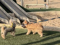 -爪吧宠物乐园 (温榆河示范区店)