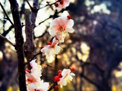 -梅花山(明孝陵内)