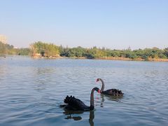 -五缘湾湿地公园