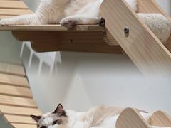 -COLOR PETS 撸猫馆·购猫·猫咖(长风大悦城店)