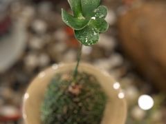 -龙源茶坊(白银路店)