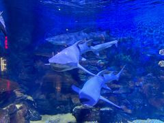 -烟台海昌鲸鲨海洋公园