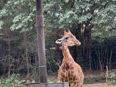-广州长隆野生动物世界