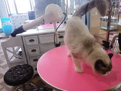 -70cat德文卷毛猫·缅因猫纯种猫舍