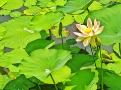 -莲花池公园
