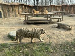 -北京野生动物园