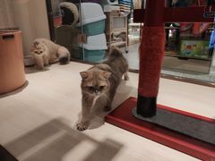 -momokira米努特·德文卷毛猫·棉花面纱犬