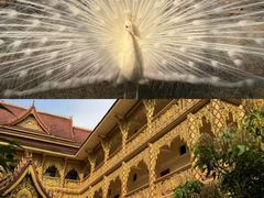 -西双版纳总佛寺