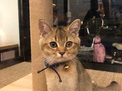 -袖虎宠物(岭南新世界店)