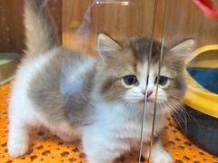 -欣宠猫屋·矮脚拿破仑·蓝金金渐层