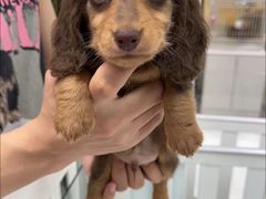 -萌宠之家·腊肠犬·马尔泰·小体犬舍