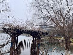 -大塘金香草谷