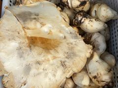 -草墩罗非鱼庄•野生菌•腊排骨(七星街上段店)