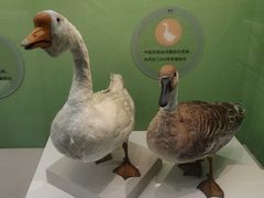 -国家自然博物馆