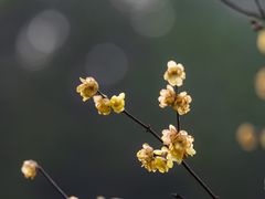 -成都杜甫草堂博物馆