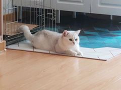 -东方名猫馆·英短金渐层布偶猫舍(环线广场1号楼店)