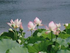 -荔湾湖公园