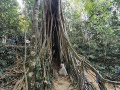 -中国科学院西双版纳热带植物园