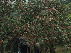 -樱桃山旅游景区