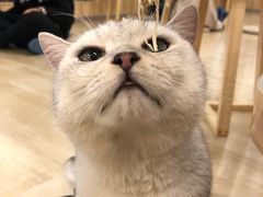 -猫色咖啡·猫咖