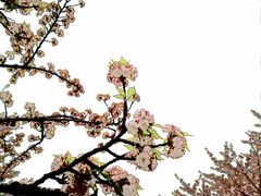-顾村公园