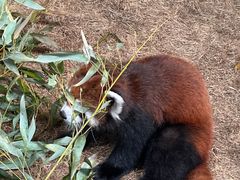 -辛玛王国游乐园