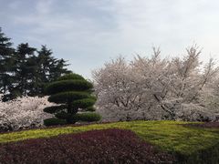 -武汉大学-樱园