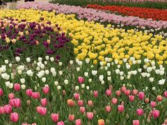 -石家庄市植物园