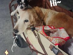 -百好乐宠物友好餐厅(朝外大街店)