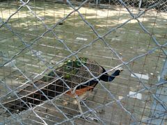 -长白岛森林公园