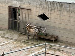 -青藏高原野生动物园