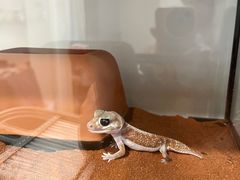 -酷以爬仙阁实体爬宠店·守宫·蜥蜴·专业繁育