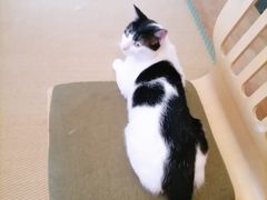 -猫在这儿猫咪咖啡馆·撸猫馆