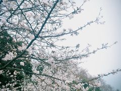 -武汉大学-樱园