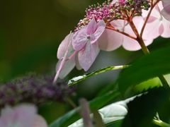 -上海滨江森林公园