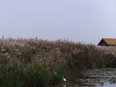 -宁波杭州湾国家湿地公园