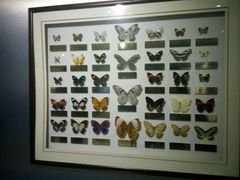 -上海昆虫博物馆