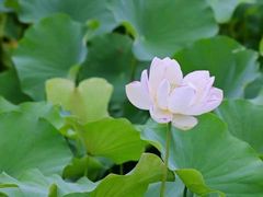 -木塔寺遗址生态公园