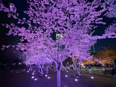 -西北湖绿化广场